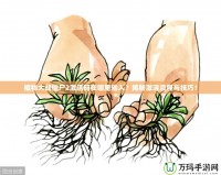 植物大戰(zhàn)僵尸2激活碼在哪里輸入？揭秘激活流程與技巧！