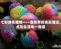 七彩球花植物——自然界的色彩魔法，點(diǎn)亮生活每一角落