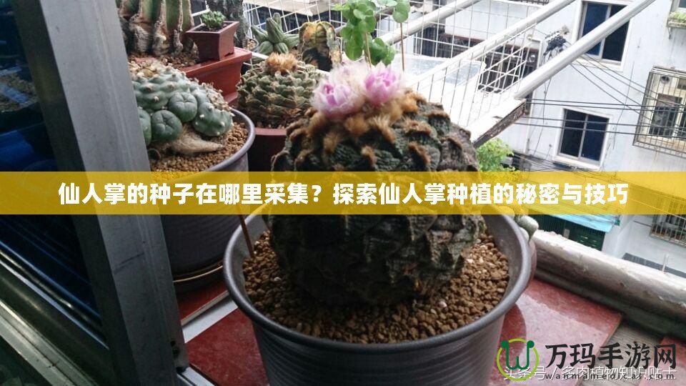 仙人掌的種子在哪里采集？探索仙人掌種植的秘密與技巧