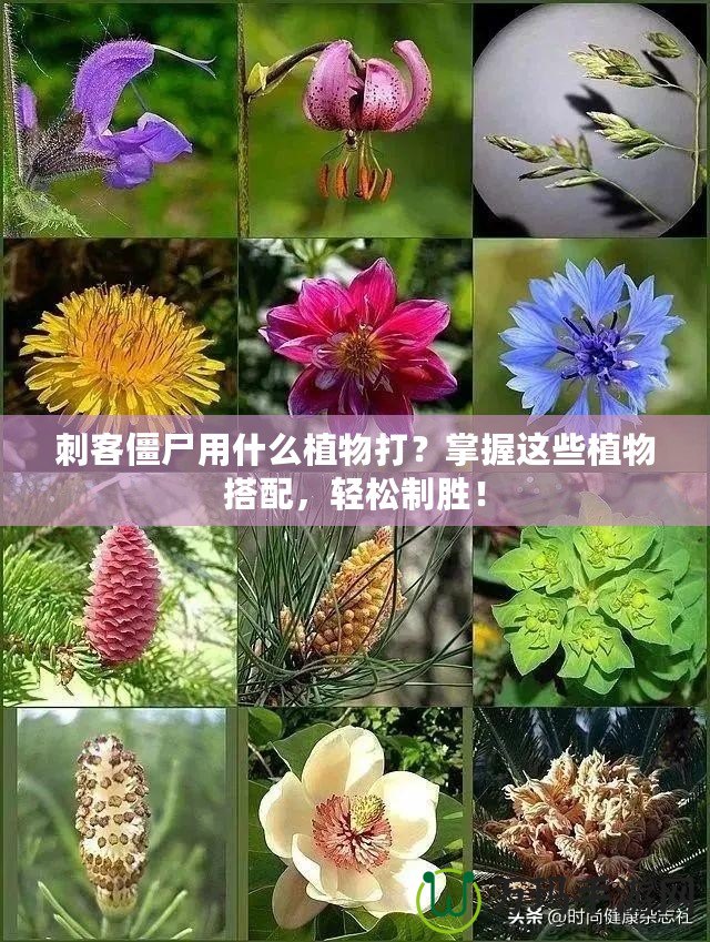 刺客僵尸用什么植物打？掌握這些植物搭配，輕松制勝！